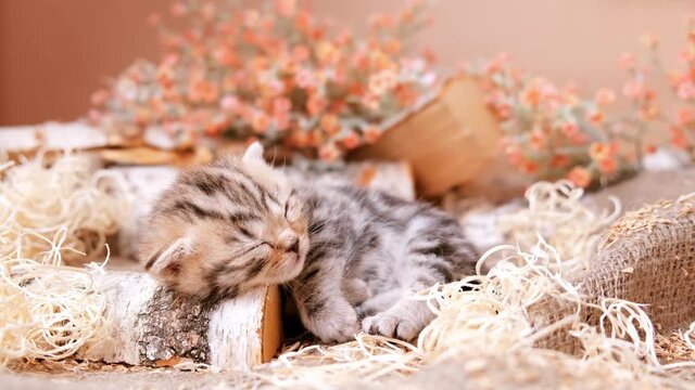 The kitten is sleeping on a piece of wood.  Kittens in the first month of life.
