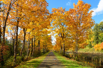 Fall colors line the Snoqualmie Valley Trail in Western Washington.  The former railroad is now a multiuse trail