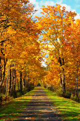 Fototapeta premium The Snoqualmie Valley Trail passes under trees in fall orange and yellow colors in Western Washington State