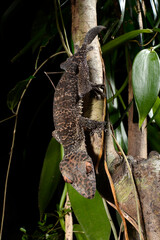 Henkel's leaf-tailed gecko // Henkels Blattschwanzgecko (Uroplatus henkeli)
