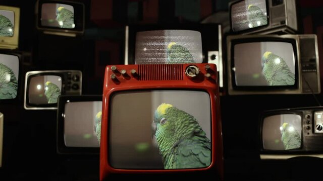A Turquoise-fronted Amazon Parrot (Amazona aestiva) on Retro Televisions.