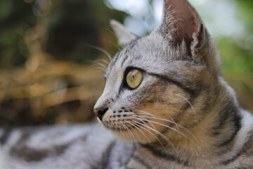 Close-up view of a striped wild cat eyes is looking at to the right with blurred background in the woods