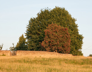 beautiful trees behind the old fence, sunset, early autumn
