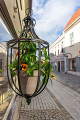 Fototapeta na wymiar Blooming flower pot in special metal hanging handle