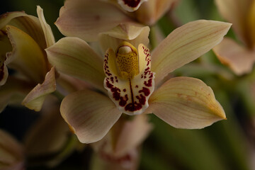 orchid on a green background