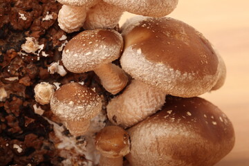 菌床椎茸