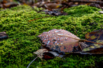 A fallen Autumn leaf with water droplets, a remnant of a recent rainfall, rests on a bed of lush green moss in a forest near Owen Sound, Ontario.