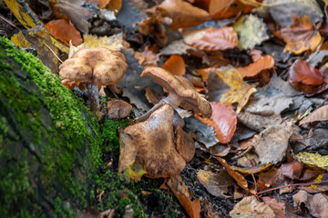 A group of mushrooms grows at the bottom of a tree trunk in an Autumn-coloured forest near Owen...