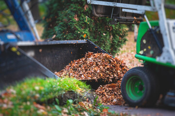 Removing fallen autumn leaves in the park, process of raking and cleaning the area from yellow...