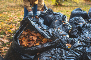 Removing fallen autumn leaves in the park, process of raking and cleaning the area from yellow leaves, regular seasonal work with tractor, garden tools and modern equipment