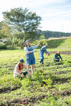 畑で人参を収穫する娘２人と両親