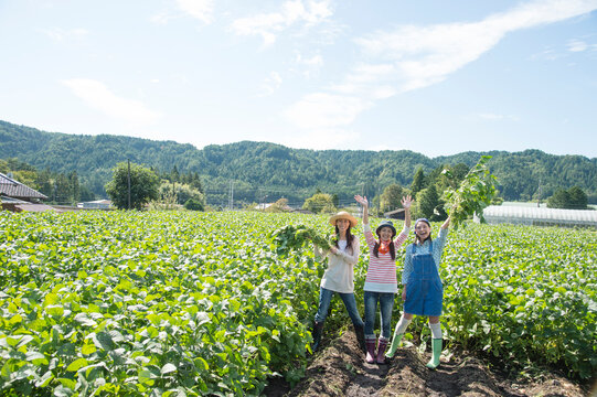 畑で枝豆を収穫する女性三人
