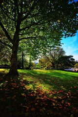 Shadow and Autumn