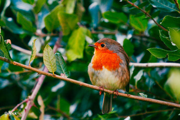 robin on branch