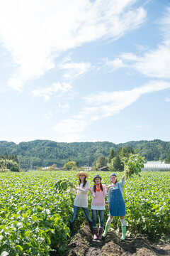 畑で枝豆を収穫する女性三人