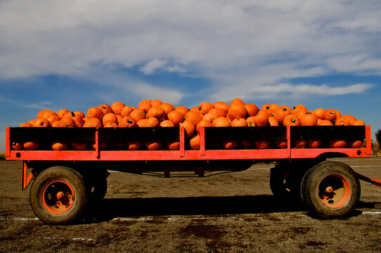Open bed trailer filled with Pumpkins on pumpkin farm, Central Valley, California 