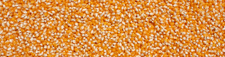 overhead view banner size display fresh  popcorn in natural sunlight food background