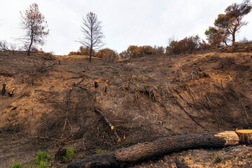Burned forest in Attica, Greece, after the bushfires at Parnitha Mount and the districts of...