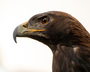 portrait of a golden eagle