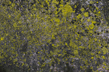 The texture of a stone from the mountains - covered with green and yellow lichens - Karkonosze