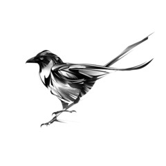 drawn dark stylized magpie bird on white background