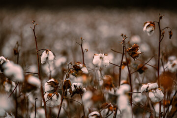 cotton field