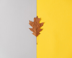 A modern autumn concept. Dry leaf on a yellow-gray background.Flat lay