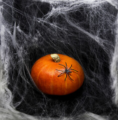 Pumpkin on white spider web background.