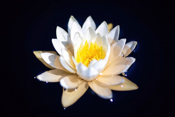 Beautiful close up white water lily isolated on black surface