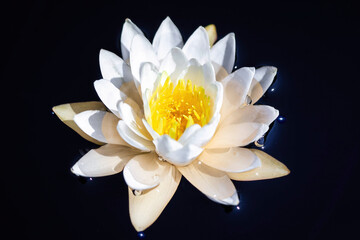 Beautiful close up white water lily isolated on black surface
