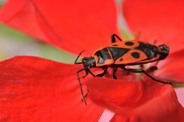 Firebug on pelargonium flower
