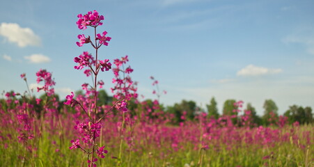 Fototapeta premium Pink Sticky Catchflys in the meadow in sunny summer day.