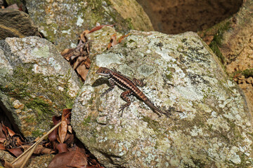 Amazon lava lizard (Tropidurus torquatus), on stone