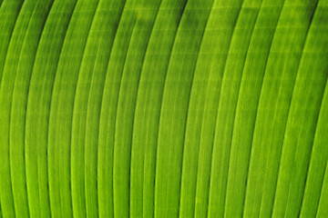 Heliconia leaf detail on garden