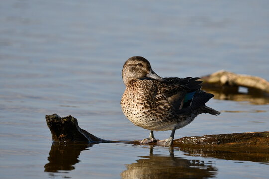 Female Green Winged Teal duck resting on driftwood