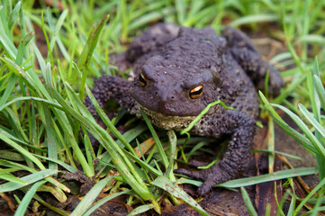 Common toad. Bufo bufo. toad in the wild.  