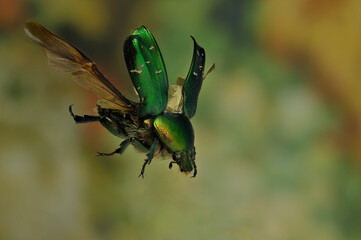 Flying Green rose chafer