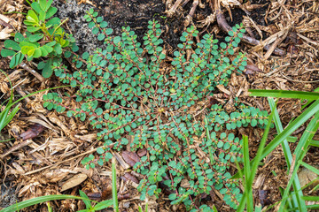 Spotted spurge (Euphorbia maculata) - Homosassa, Florida, USA