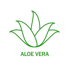 Aloe vera icon isolated on white background. Aloe vera flat icon for web site, app, banner and logo. Aloe vera for poster, ads, label, emblem and badge. Aloe vera vector illustration - obrazy, fototapety, plakaty