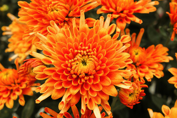 Obraz premium Vibrant orange and yellow potted garden mums