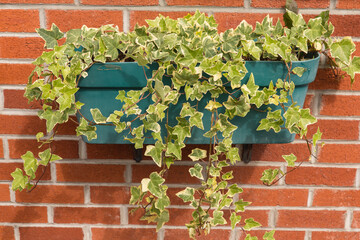 Green Window Box with Trailing Hanging Ivy Plants Against a Red Brick Wall 