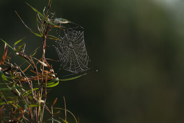 Spider web on the grass with dew drops. Selective focus, shallow depth of field, copy space.
