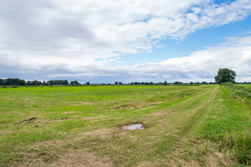 Great green grass field with white sky at borgfelder wümmewiesen, biggest nature reserve of bremen