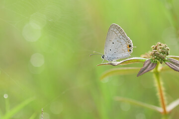 butterfly, butterfly drawing on a wildflower on a bokeh background 