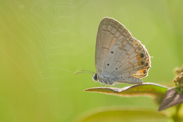 butterfly, butterfly drawing on a wildflower on a bokeh background 