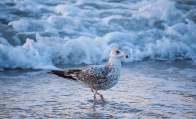 Seagull in the Water