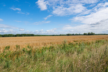 Great golden wheat field at borgfelder wümmewiesen, biggest nature reserve of bremen