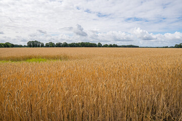 Great golden wheat field at borgfelder wümmewiesen, biggest nature reserve of bremen