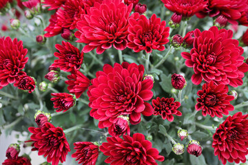 Background of various red garden mums growing