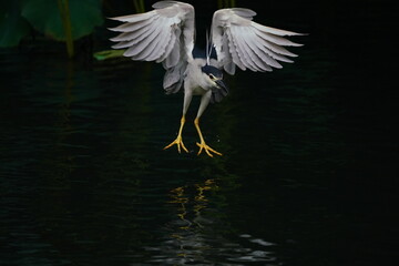 heron hunting fish